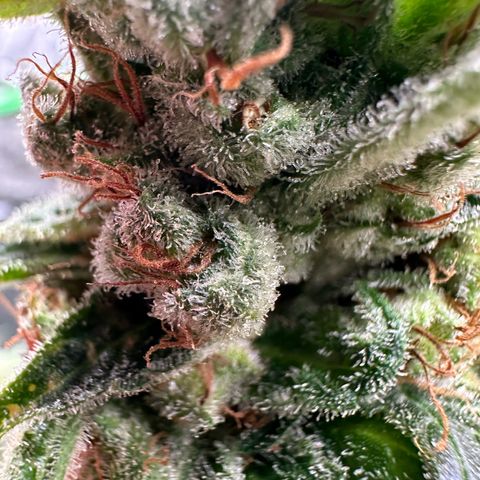 Fuel D.OG #1 Female 47.36g growlog timeline photo