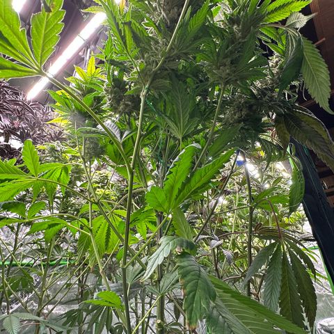 Fuel D.OG #1 Female 47.36g growlog timeline photo