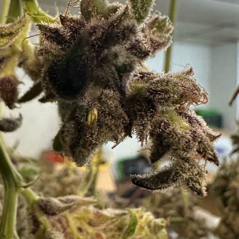 CxLAZ #03 C #1 58.58g growlog timeline photo