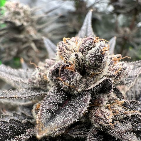 MiscxLAZ #22 C 42.33g growlog timeline photo