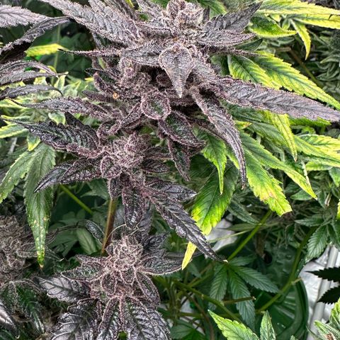MiscxLAZ #22 C 42.33g growlog timeline photo