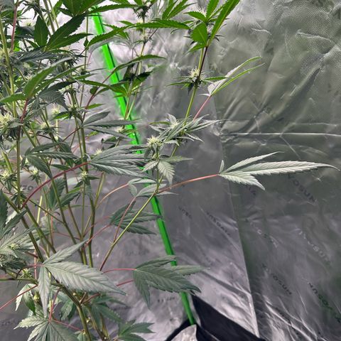 CxLAZ #15 C #1 growlog timeline photo