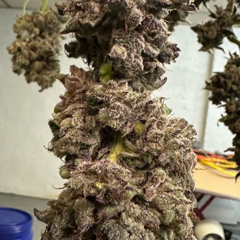 CxLAZ #03 C #1 58.58g growlog timeline photo
