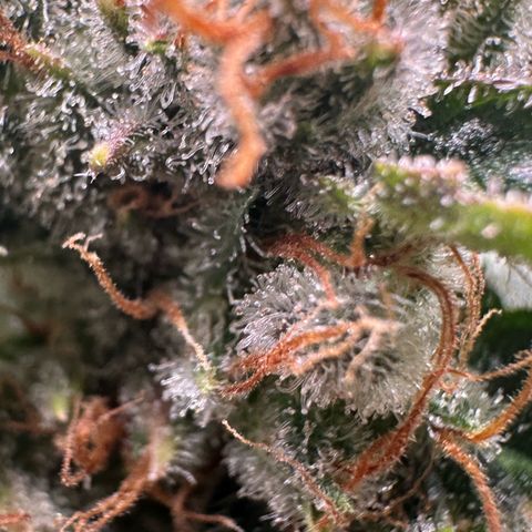 Fuel D.OG #1 Female 47.36g growlog timeline photo