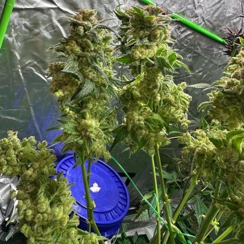 Fuel D.OG #1 Female 47.36g growlog timeline photo