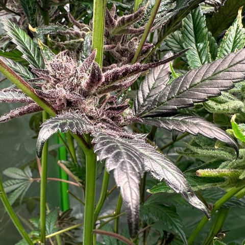 MiscxLAZ #22 C 42.33g growlog timeline photo