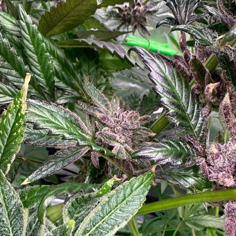 MiscxLAZ #22 C 42.33g growlog timeline photo