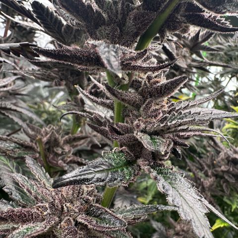 MiscxLAZ #22 C 42.33g growlog timeline photo