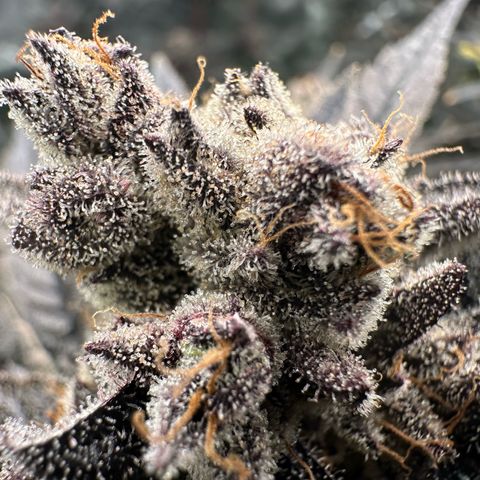 MiscxLAZ #22 C 42.33g growlog timeline photo