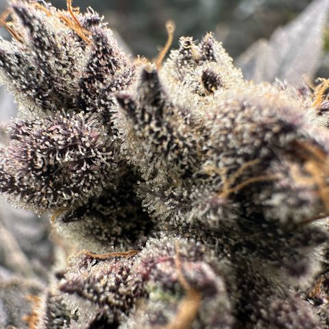 MiscxLAZ #22 C 42.33g growlog timeline photo