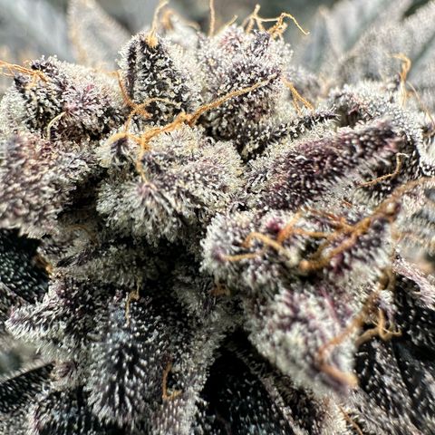 MiscxLAZ #22 C 42.33g growlog timeline photo