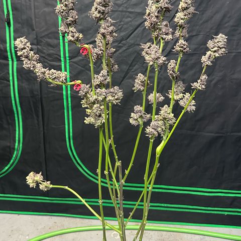 MiscxLAZ #22 C 42.33g growlog timeline photo