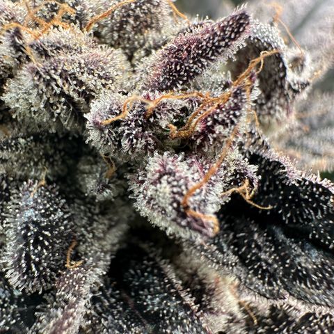 MiscxLAZ #22 C 42.33g growlog timeline photo