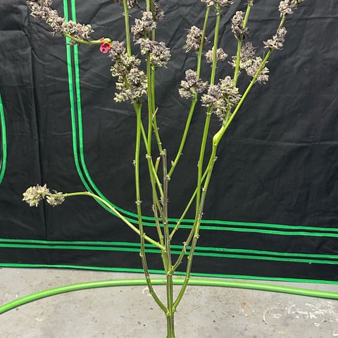 MiscxLAZ #22 C 42.33g growlog timeline photo