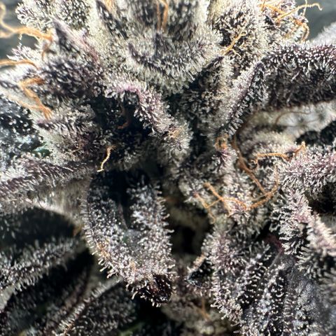 MiscxLAZ #22 C 42.33g growlog timeline photo
