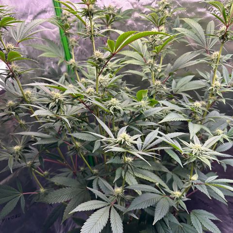 MiscxLAZ #26 C #2 growlog timeline photo
