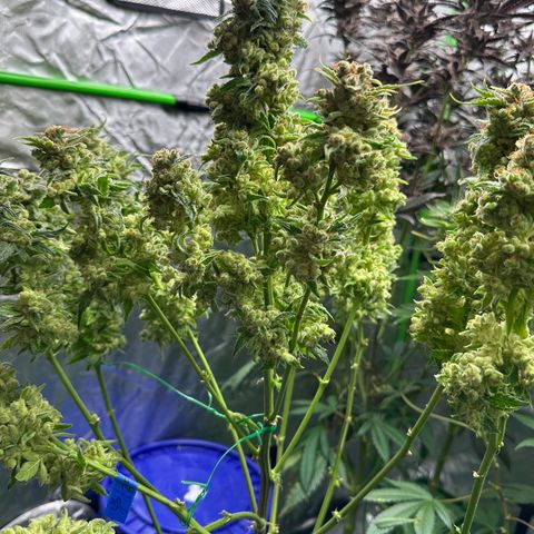 Fuel D.OG #1 Female 47.36g growlog timeline photo