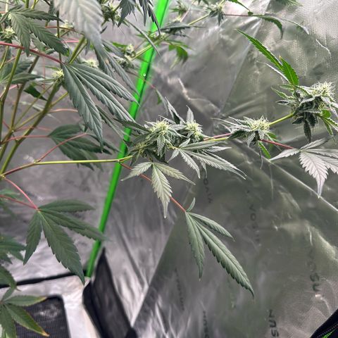 CxLAZ #15 C #1 growlog timeline photo