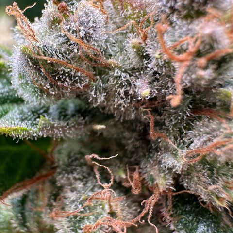 Fuel D.OG #1 Female 47.36g growlog timeline photo
