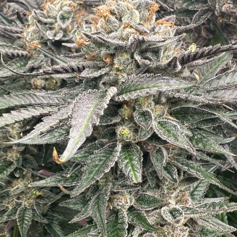 CxLAZ #03 C #1 58.58g growlog timeline photo