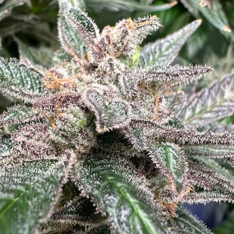 CxLAZ #03 C #1 58.58g growlog photo: Herm / male flowers