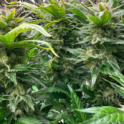 Fuel D.OG #1 Female 47.36g growlog timeline photo