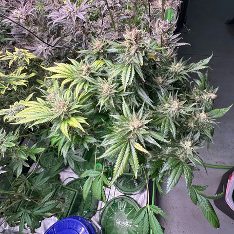 Fuel D.OG #1 Female 47.36g growlog timeline photo