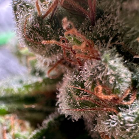 Fuel D.OG #1 Female 47.36g growlog timeline photo