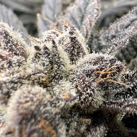 MiscxLAZ #22 C 42.33g growlog timeline photo