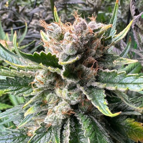 Fuel D.OG #1 Female 47.36g growlog timeline photo
