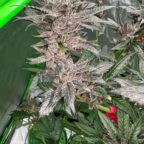 MiscxLAZ #22 C 42.33g growlog timeline photo