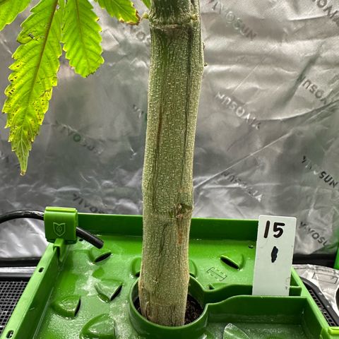 CxLAZ #15 C #1 growlog timeline photo