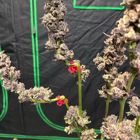 MiscxLAZ #22 C 42.33g growlog timeline photo