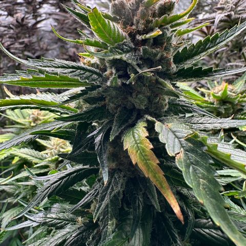 Fuel D.OG #1 Female 47.36g growlog timeline photo