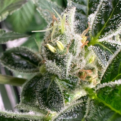 CxLAZ #31 C growlog photo: Herm / male flowers