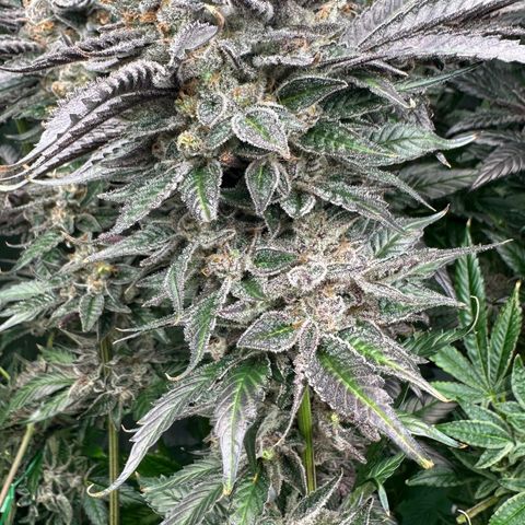 CxLAZ #03 C #1 58.58g growlog photo: Herm / male flowers