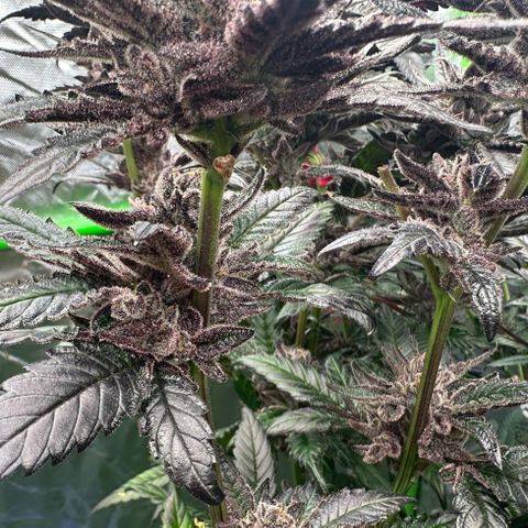MiscxLAZ #22 C 42.33g growlog timeline photo