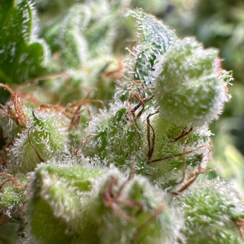 Fuel D.OG #1 Female 47.36g growlog timeline photo