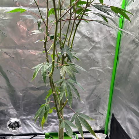 CxLAZ #15 C #1 growlog timeline photo