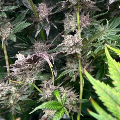 CxLAZ #03 C #1 58.58g growlog timeline photo