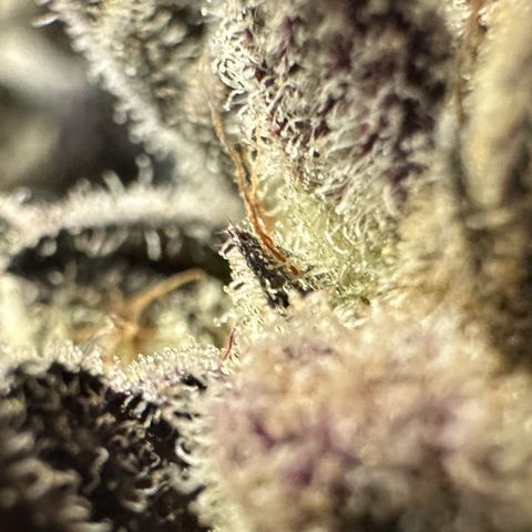 MiscxLAZ #29 C growlog timeline photo