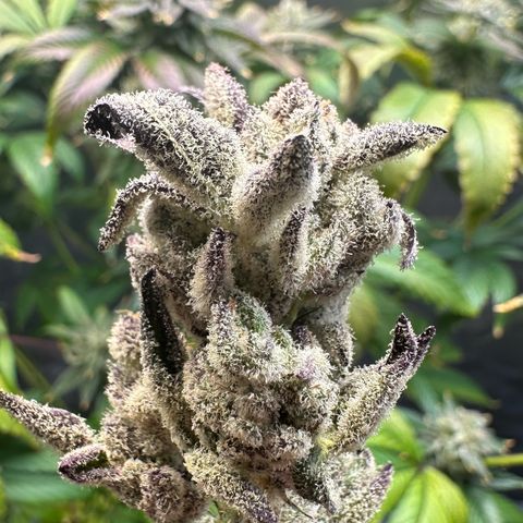 MiscxLAZ #29 C growlog timeline photo
