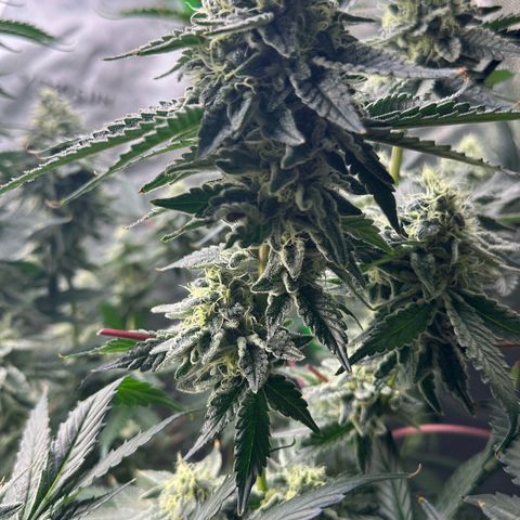 CxLAZ #15 C #1 growlog timeline photo