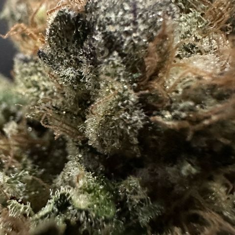 Misc x (LA Kush x Zkittles) #27 33.12g growlog photo: Moved to bag