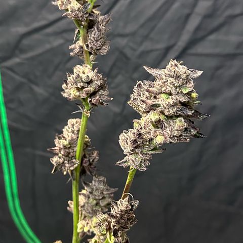 MiscxLAZ #22 C 42.33g growlog timeline photo