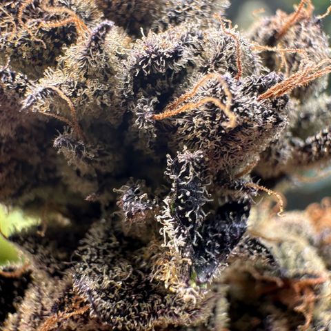 MiscxLAZ #22 C 42.33g growlog timeline photo