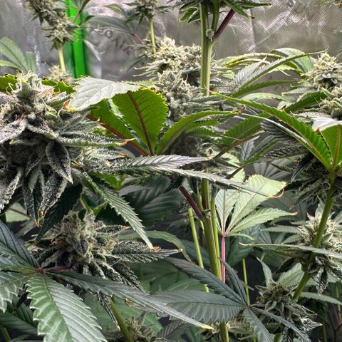 MiscxLAZ #26 C #2 growlog timeline photo