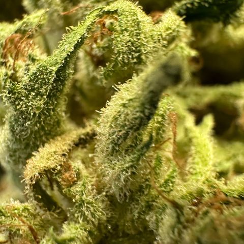 Fuel D.OG #1 Female 47.36g growlog photo: Moved to jar