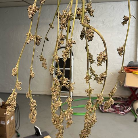 MiscxLAZ 5-4 34.63g growlog photo: Moved to jar