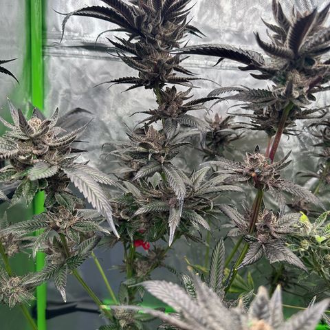 MiscxLAZ #27 C 39g growlog timeline photo